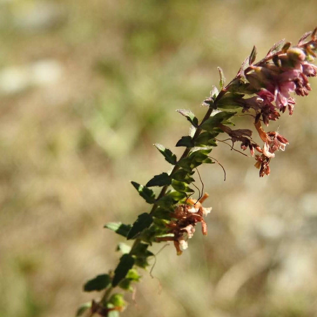 Orobanchaceae