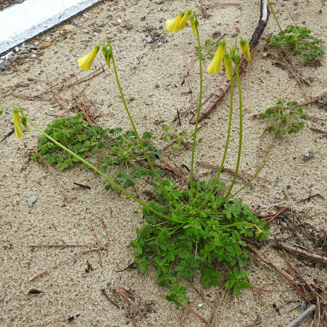 Oxalis pes-caprae