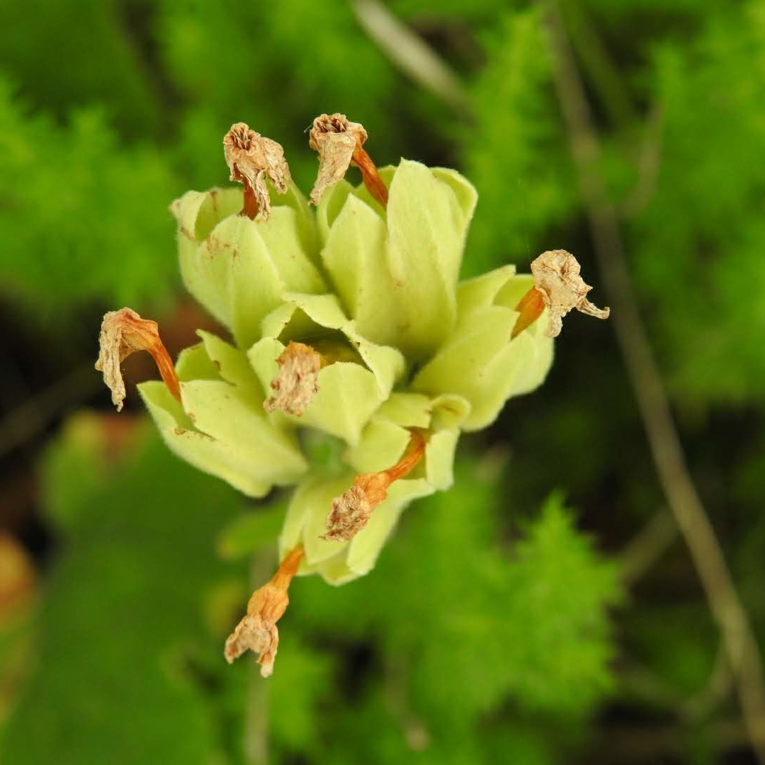 Primula veris