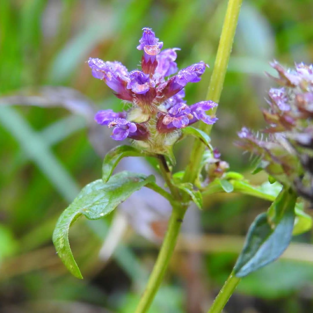 Prunella vulgaris