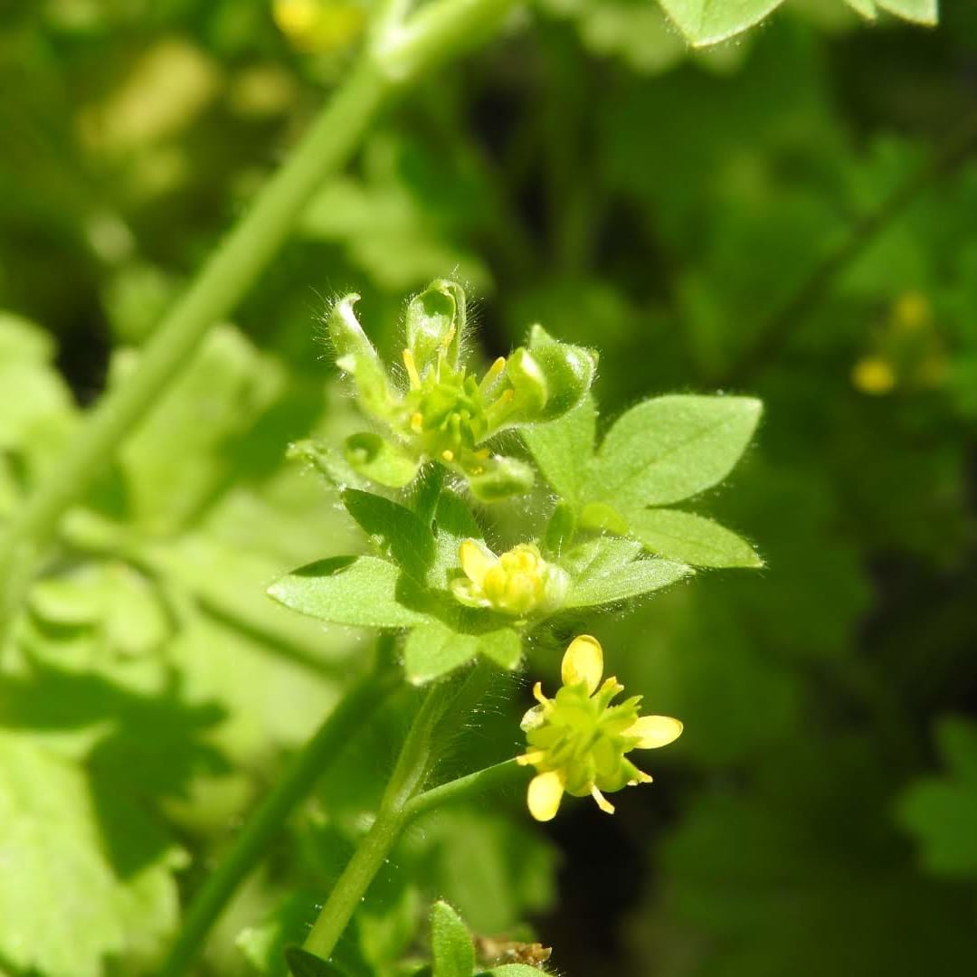 Piante Con Fiori Gialli