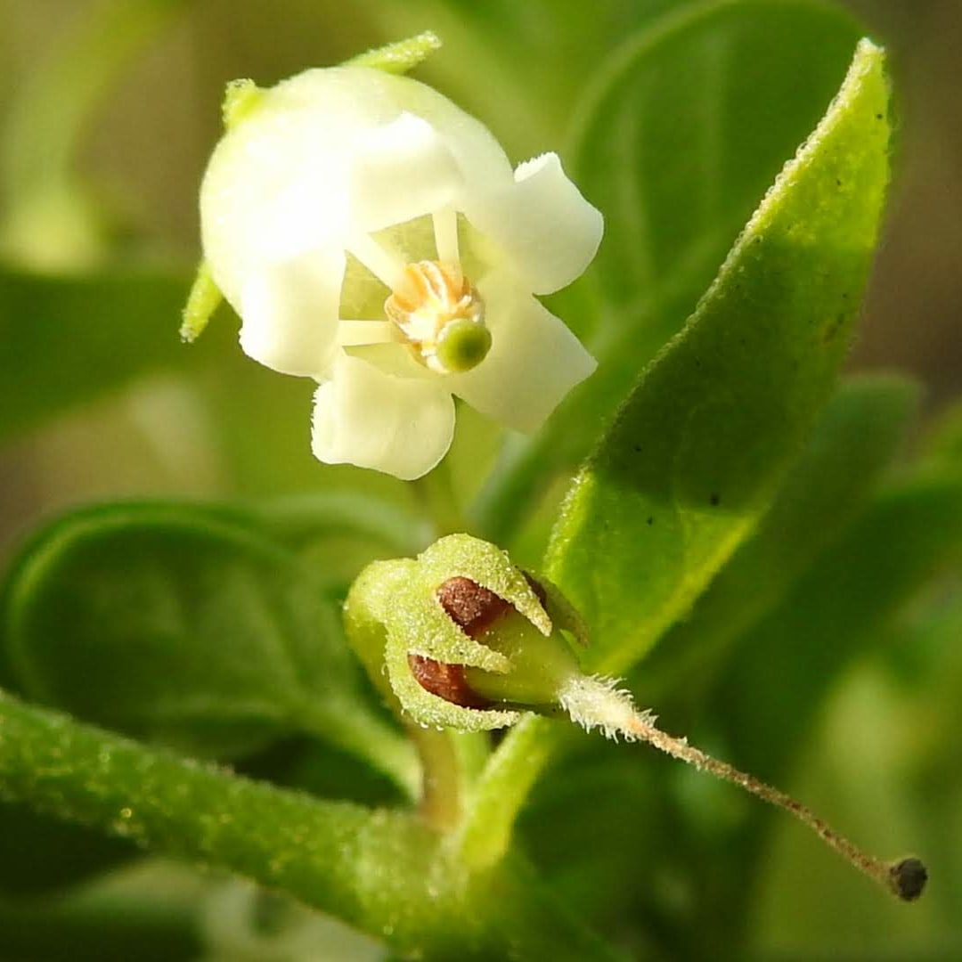 Salpichroa origanifolia