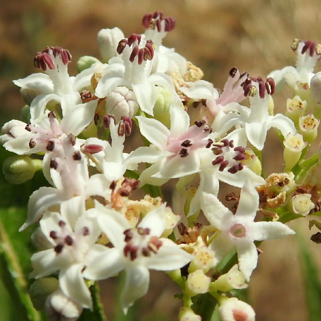 Sambucus ebulus