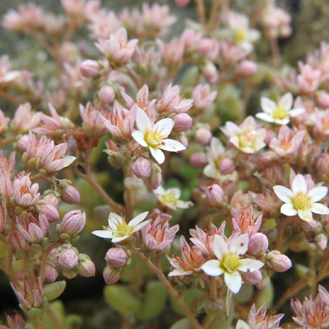 Sedum dasyphyllum