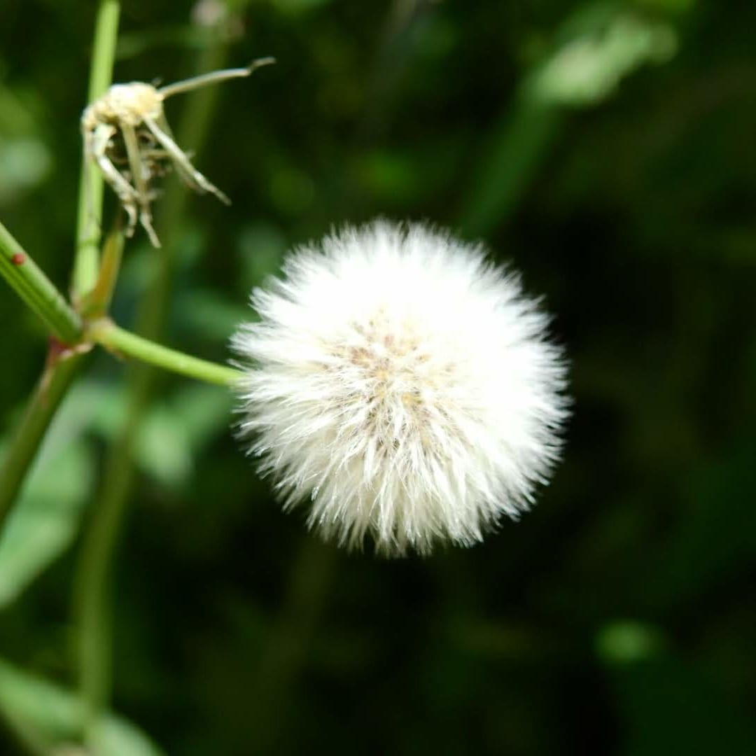 Sonchus arvensis