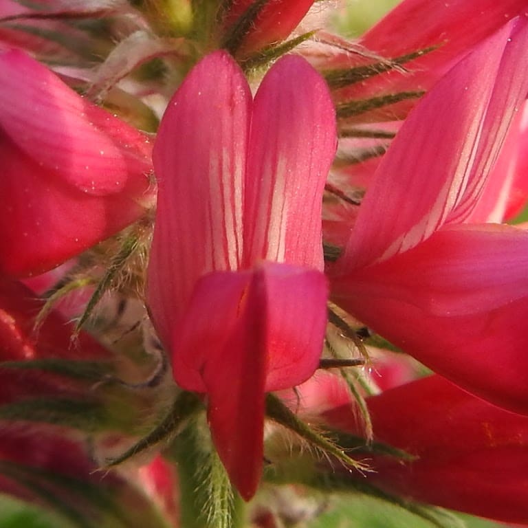 Sulla coronaria