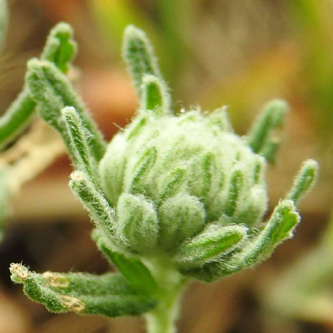 Teucrium capitatum