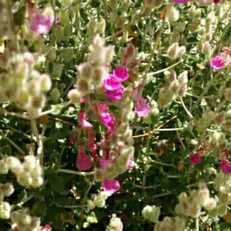 Teucrium marum