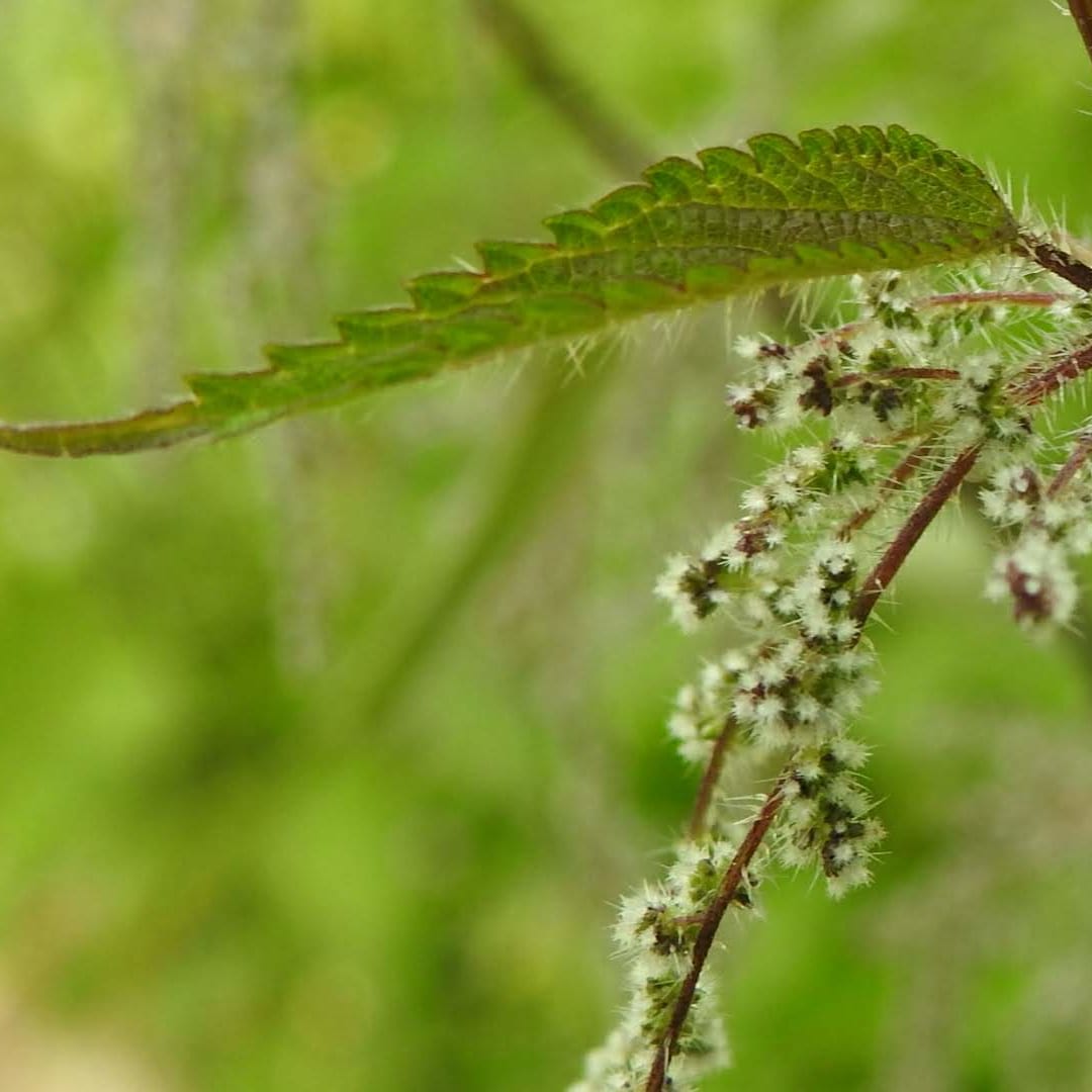 Urtica dioica