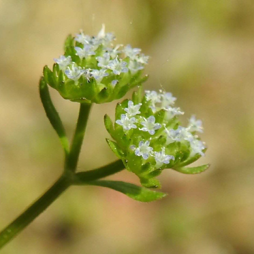 Valerianella carinata