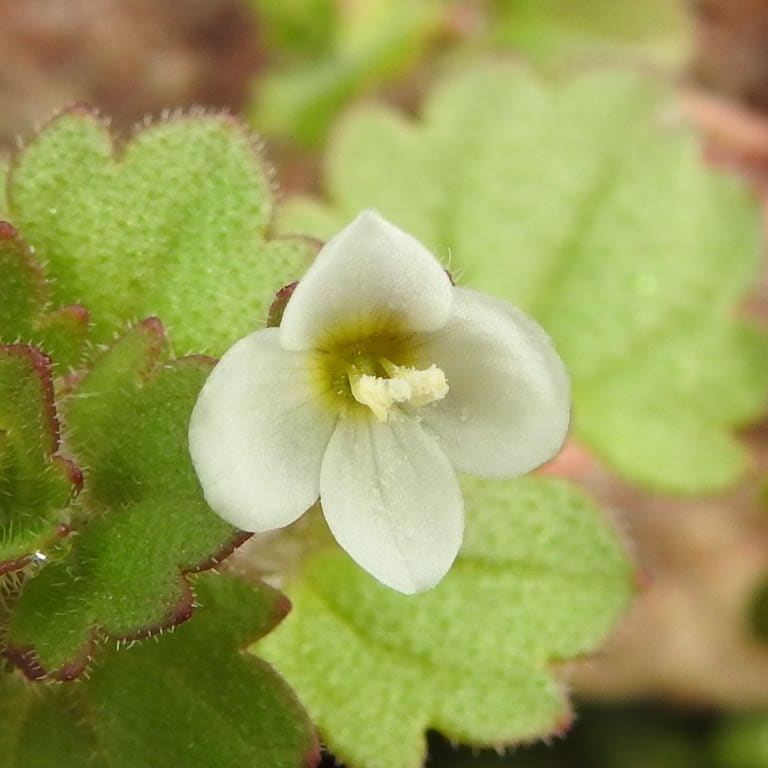 Veronica cymbalaria