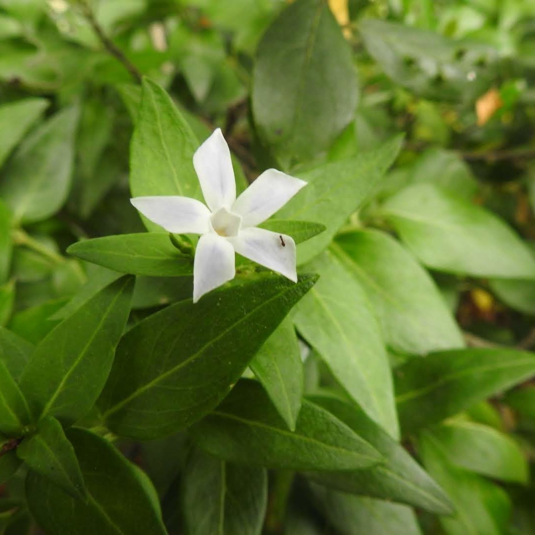 Vinca minor