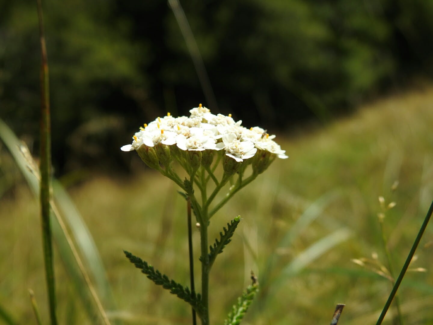 Achillea Millefolium Asteraceae