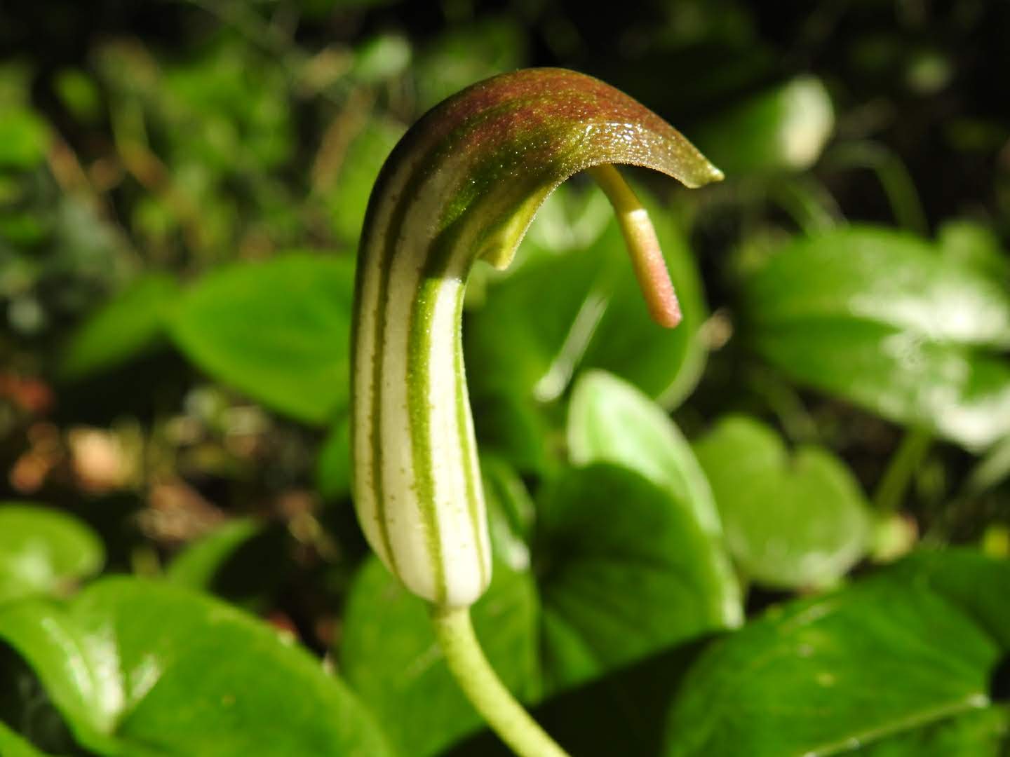 Arisarum vulgare - Araceae Arisarum vulgare - Araceae
