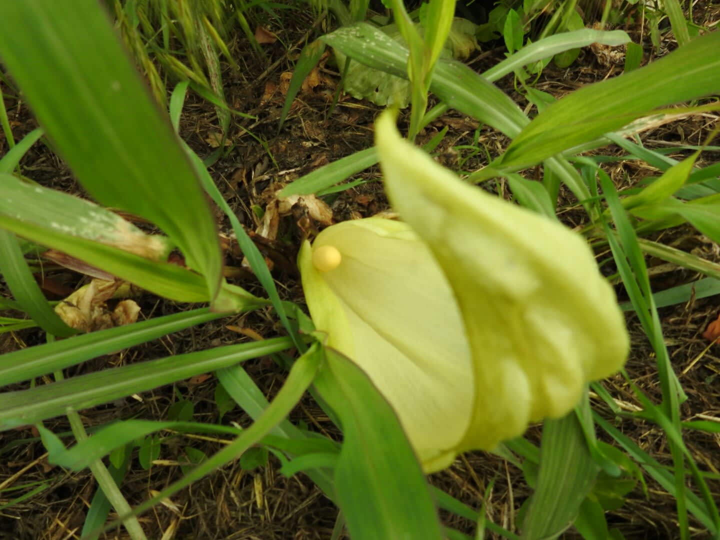 Arum italicum