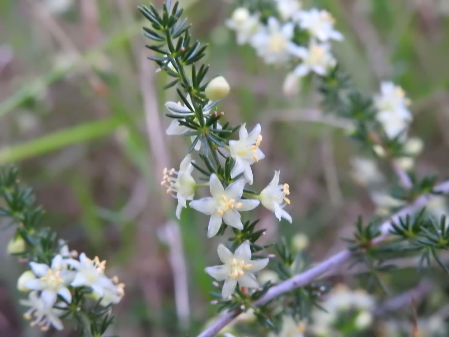Asparagus Acutifolius Asparagaceae