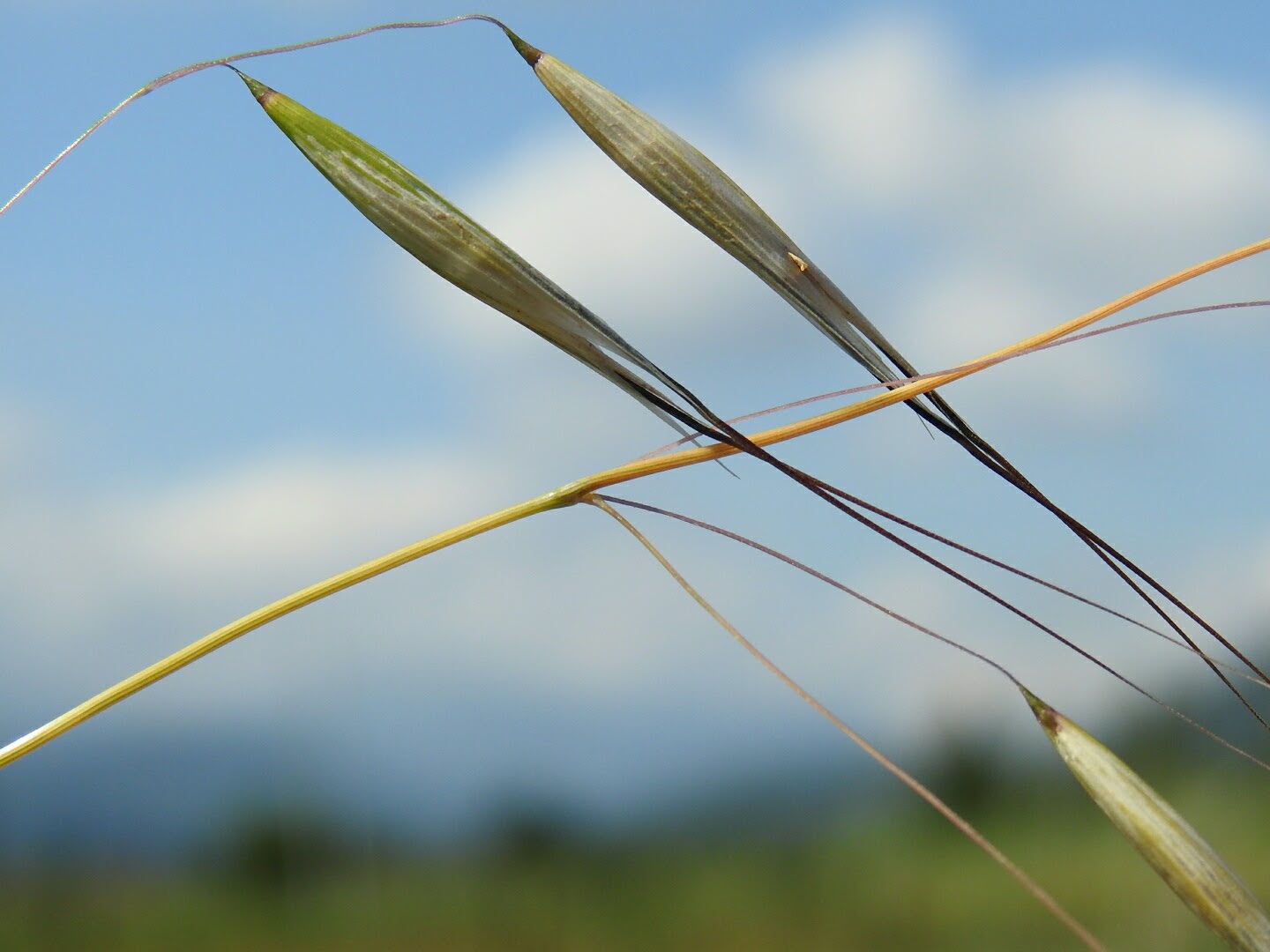 Avena sativa - Poaceae Avena sativa - Poaceae