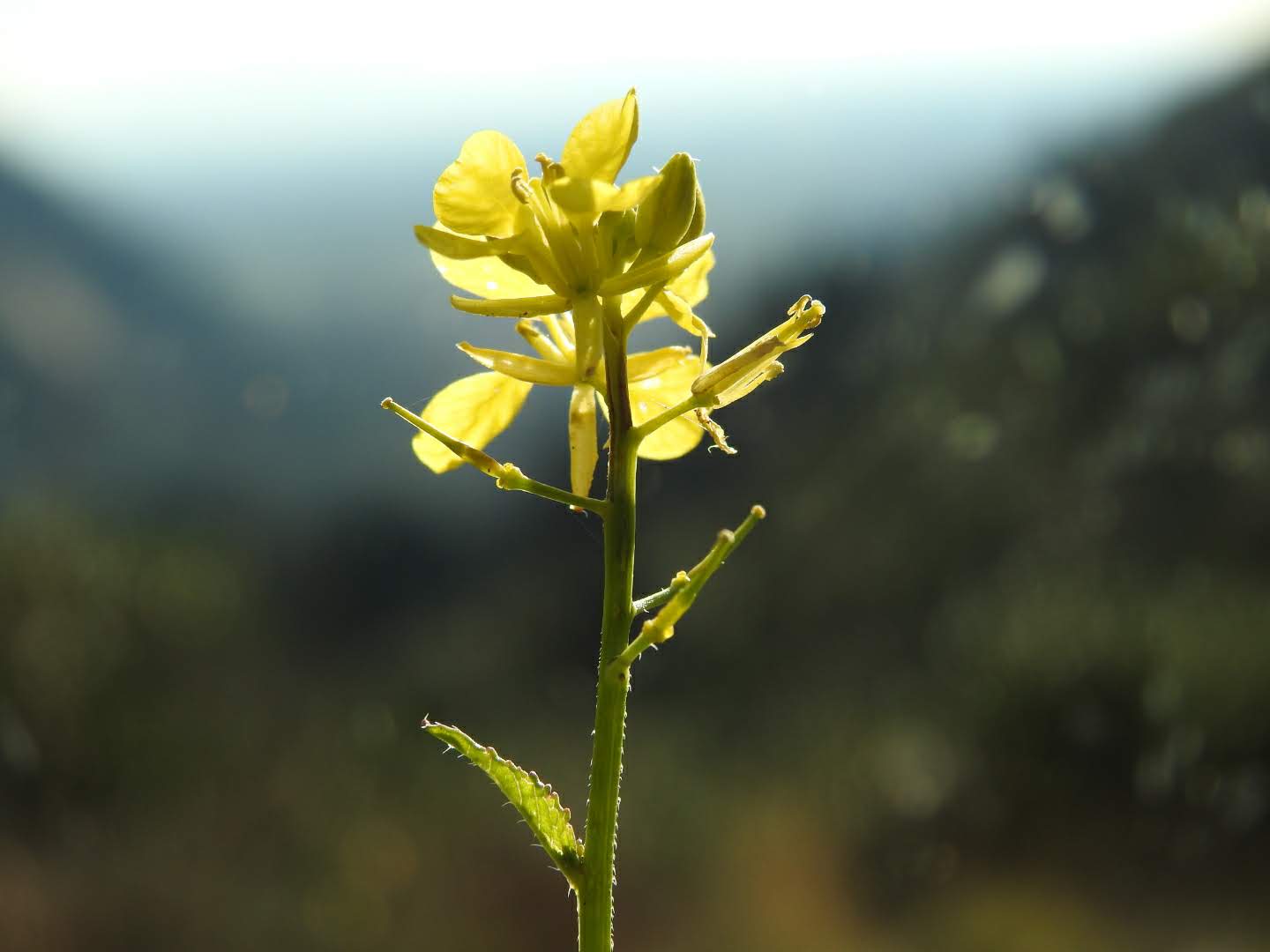Brassica nigra - Brassicaceae