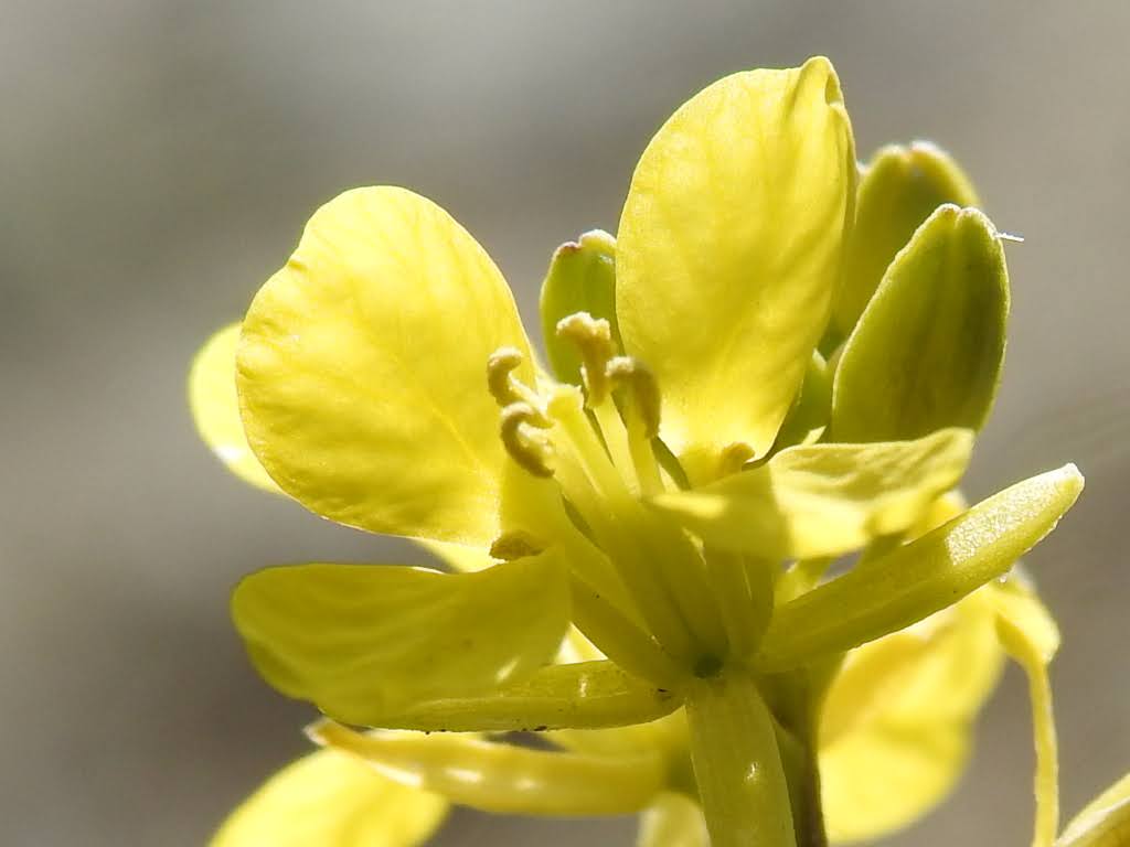 Senape nera, Brassica nigra, Brassicaceae Foto stock