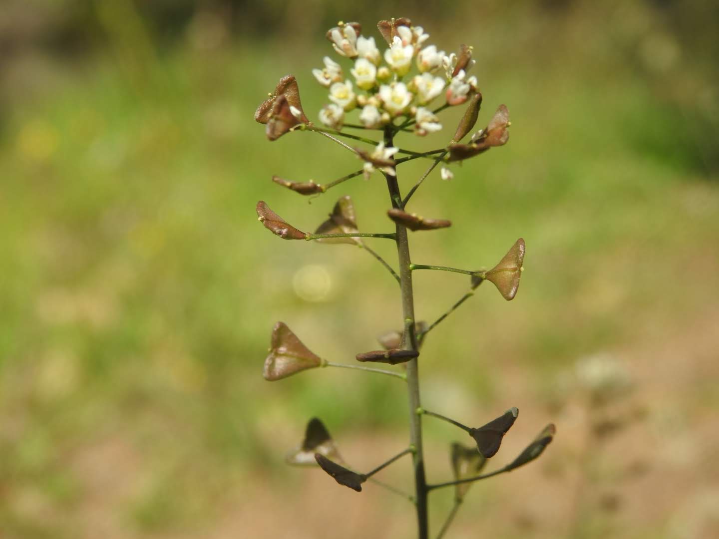 Capsella bursa-pastoris - Brassicaceae
