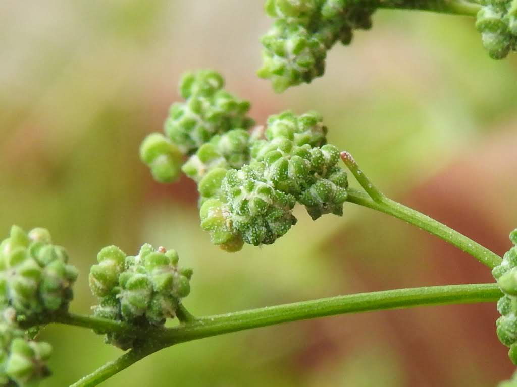 Chenopodium album Chenopodium album