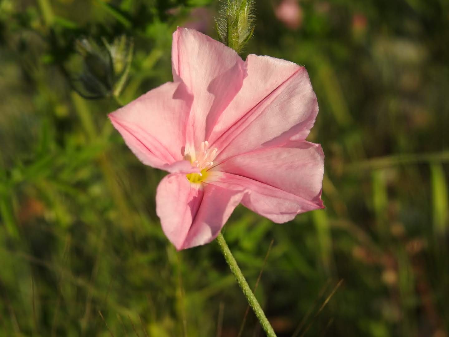 Convolvulus cantabrica - Convolvulaceae Convolvulus cantabrica - Convolvulaceae
