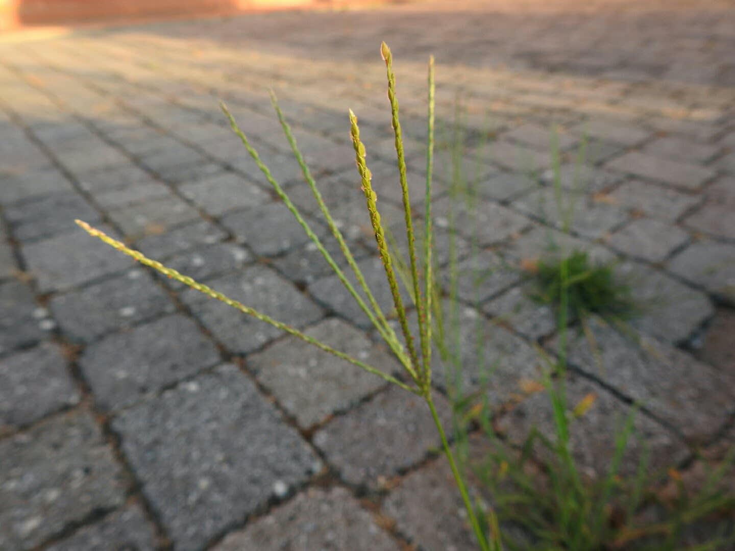Cynodon dactylon - Poaceae Cynodon dactylon - Poaceae