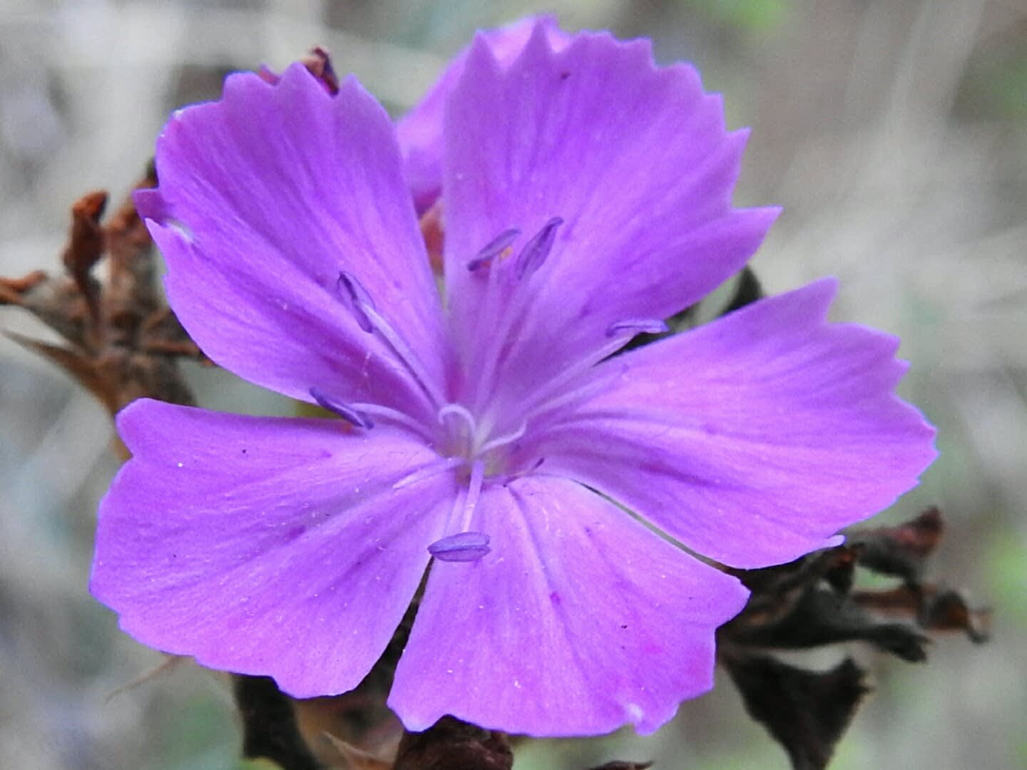 Dianthus balbisii Dianthus balbisii