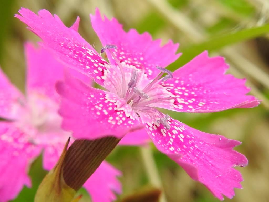 Dianthus deltoides - Caryophyllaceae Dianthus deltoides - Caryophyllaceae