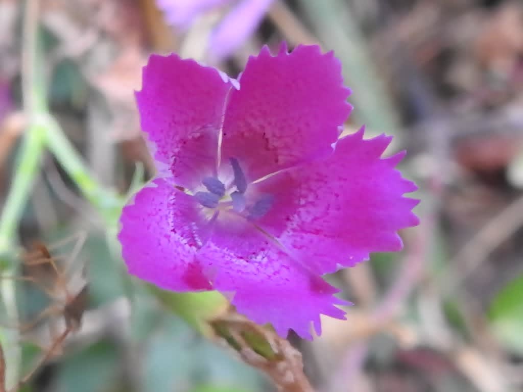 Dianthus seguieri - Caryophyllaceae Dianthus seguieri - Caryophyllaceae