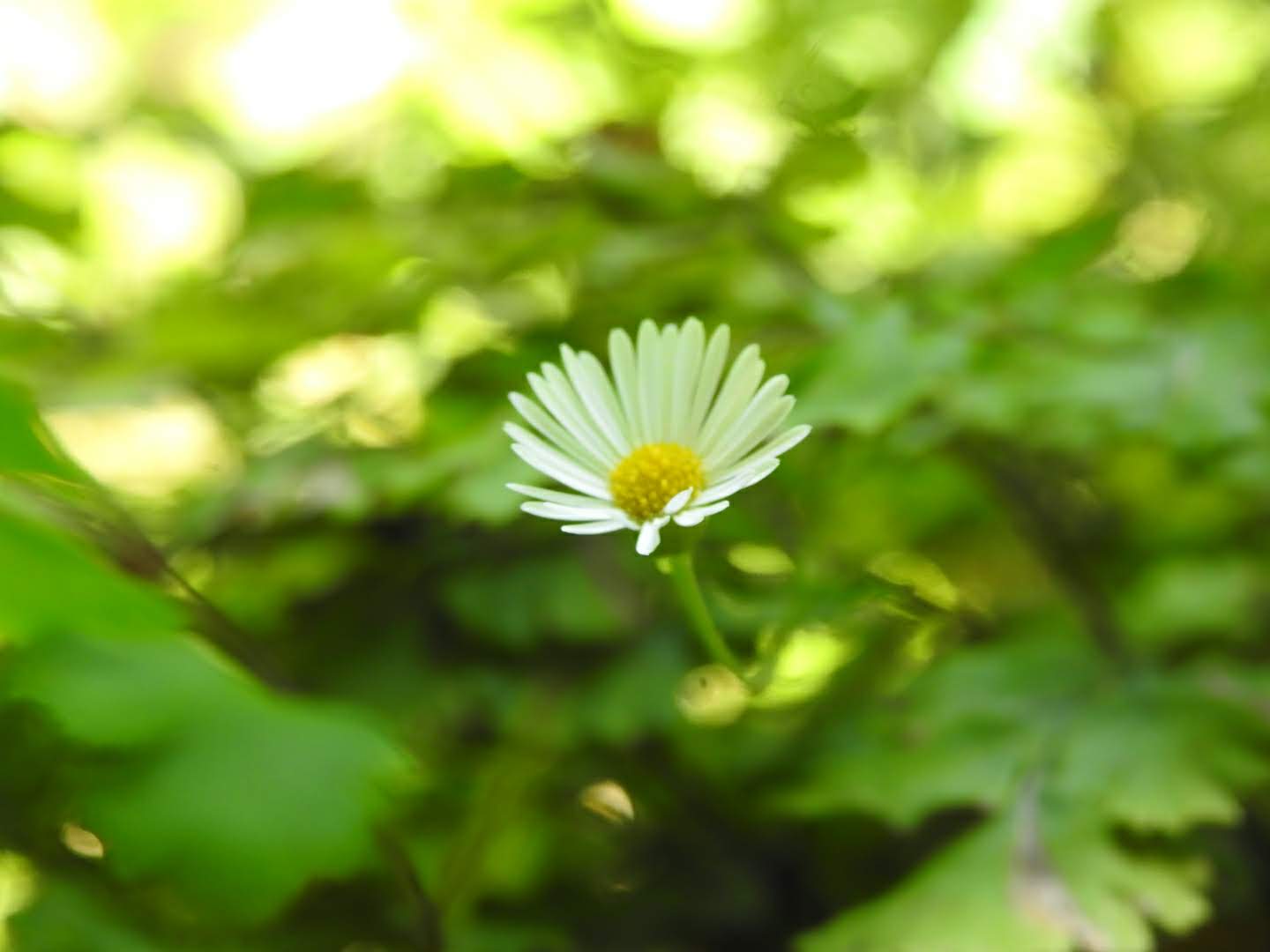 Erigeron karvinskianus - Asteraceae Erigeron karvinskianus - Asteraceae