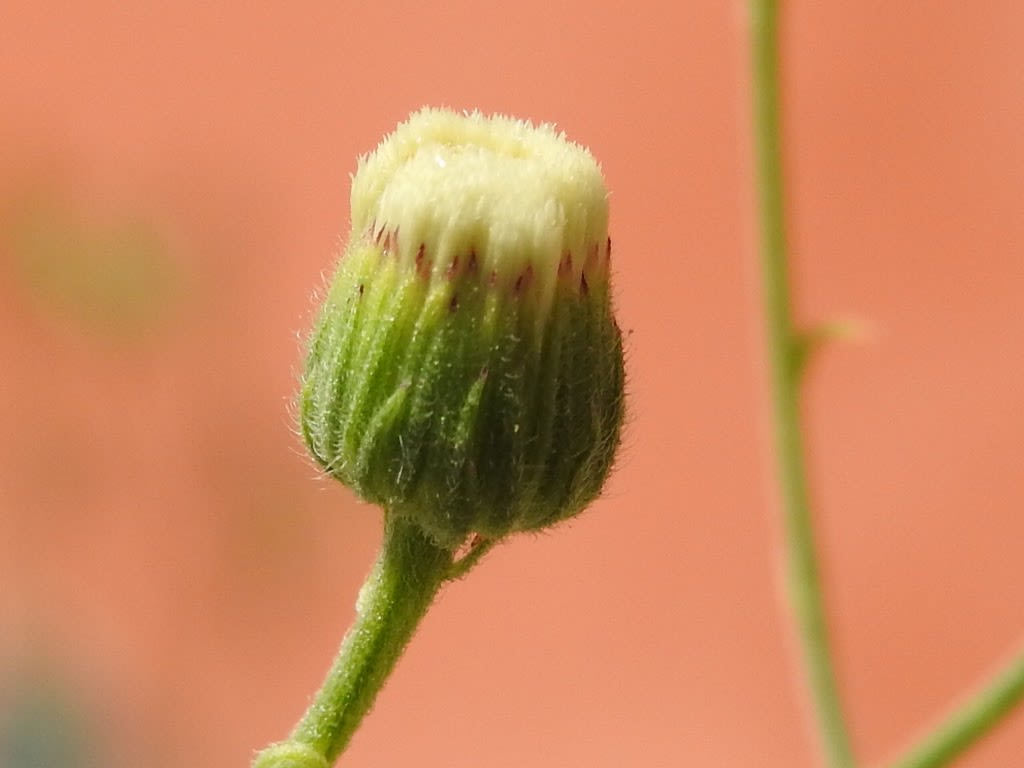 Erigeron sumatrensis