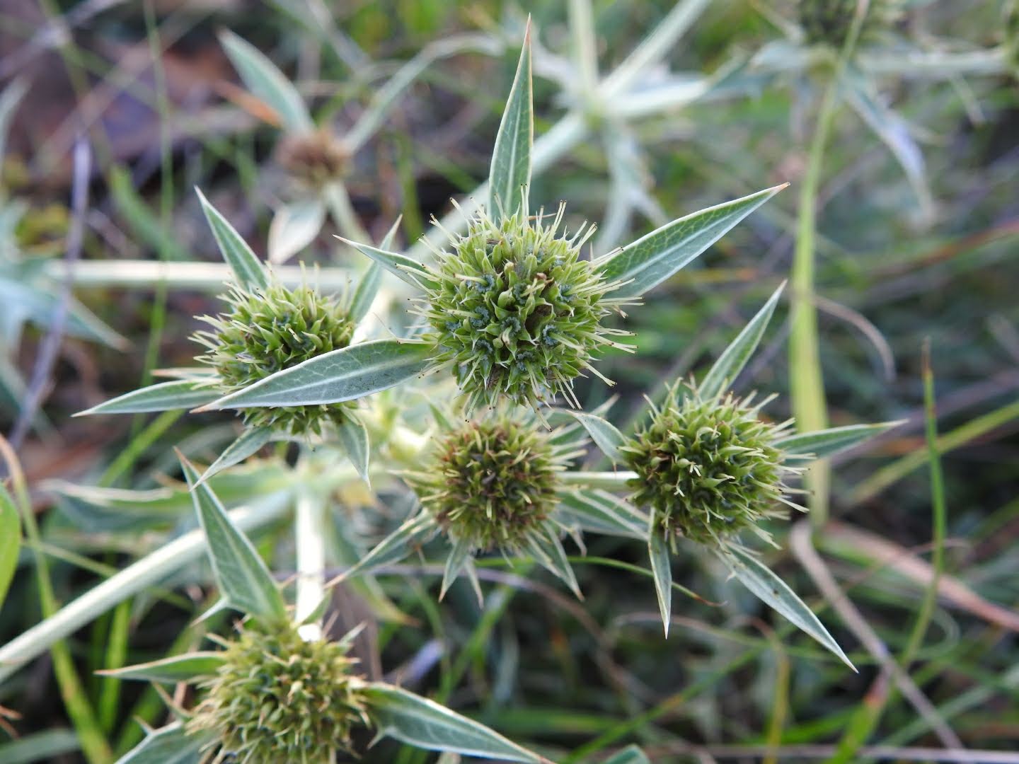 Eryngium campestre