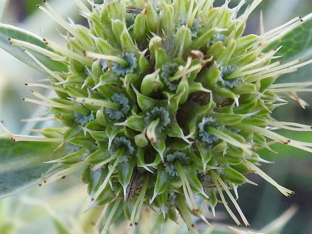 Eryngium campestre Eryngium campestre