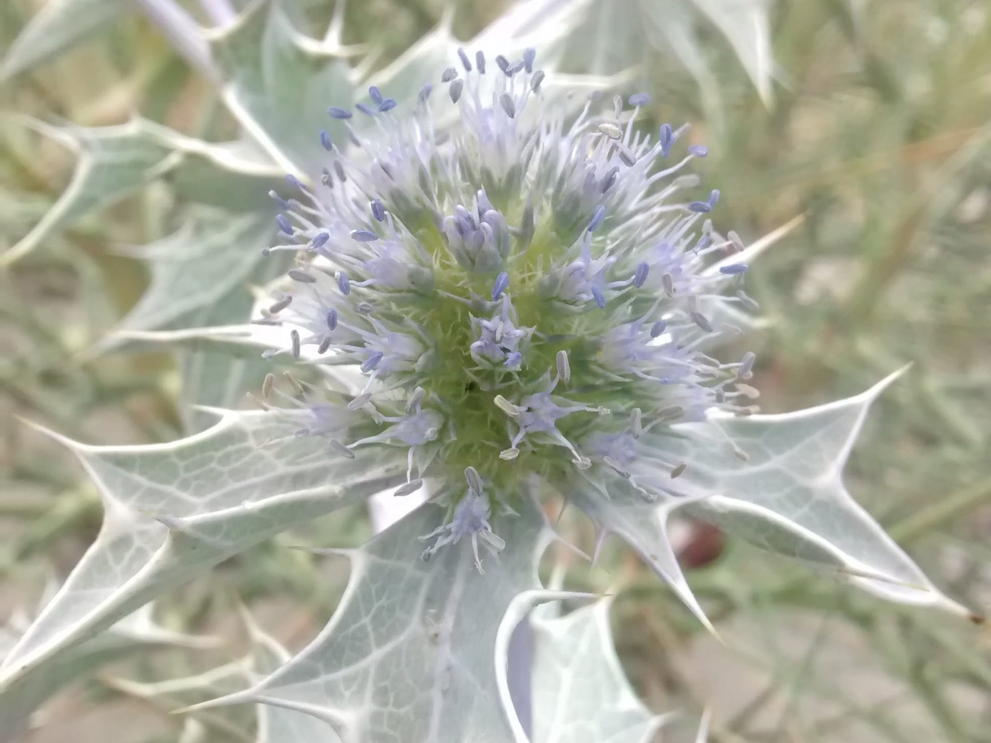 Eryngium maritimum