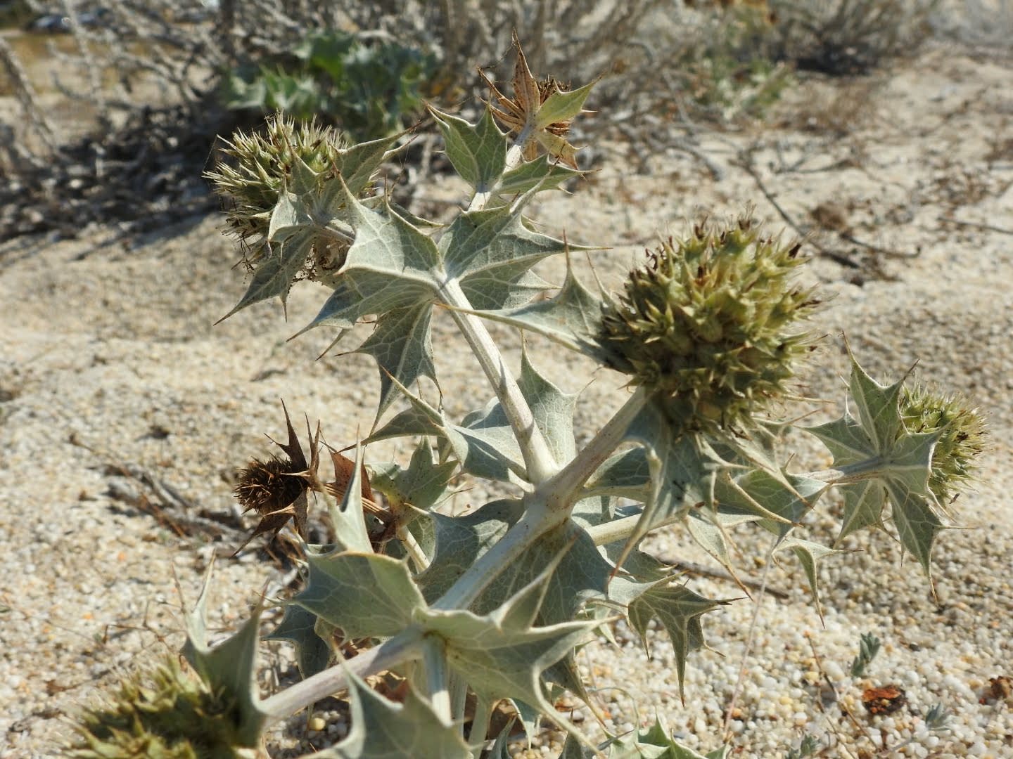 Eryngium maritimum