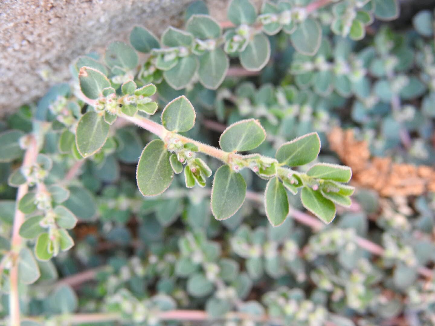 Euphorbia prostrata - Euphorbiaceae Euphorbia prostrata - Euphorbiaceae