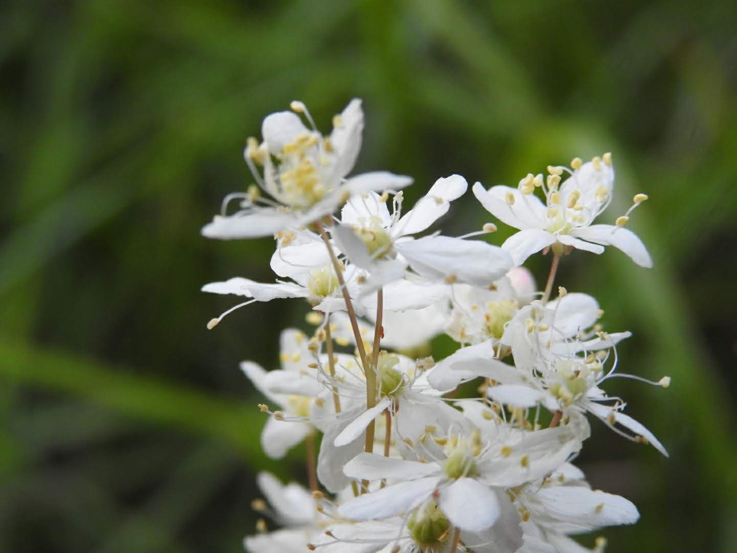 Filipendula vulgaris - Rosaceae Filipendula vulgaris - Rosaceae