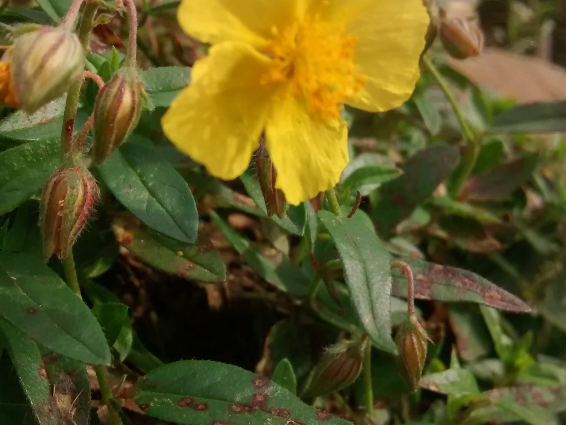 Helianthemum hirtum - Cistaceae Helianthemum hirtum - Cistaceae