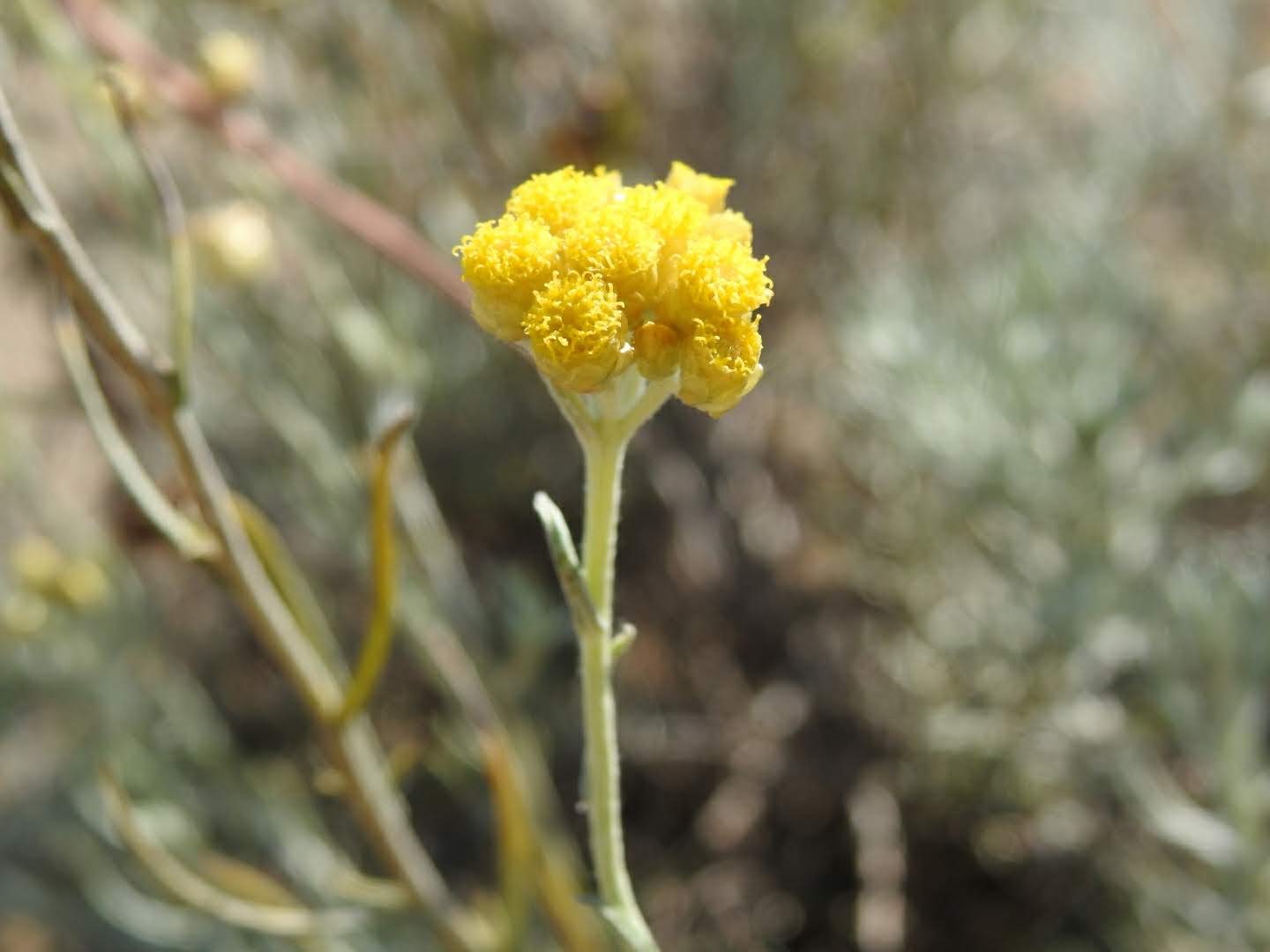 Helichrysum stoechas Helichrysum stoechas