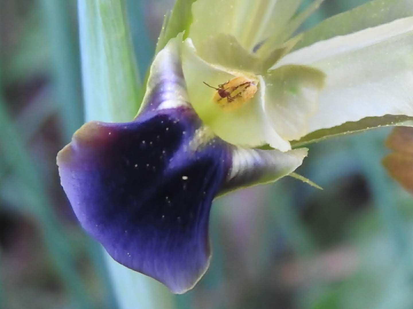 Hermodactylus tuberosus - Iridaceae Hermodactylus tuberosus - Iridaceae