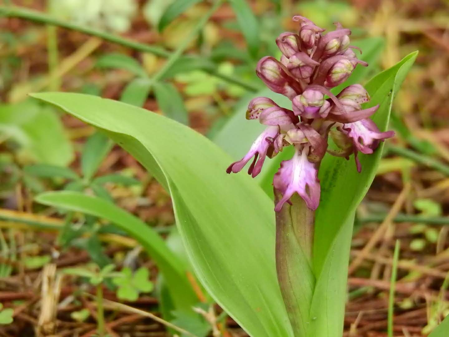Himantoglossum robertianum - Orchidaceae