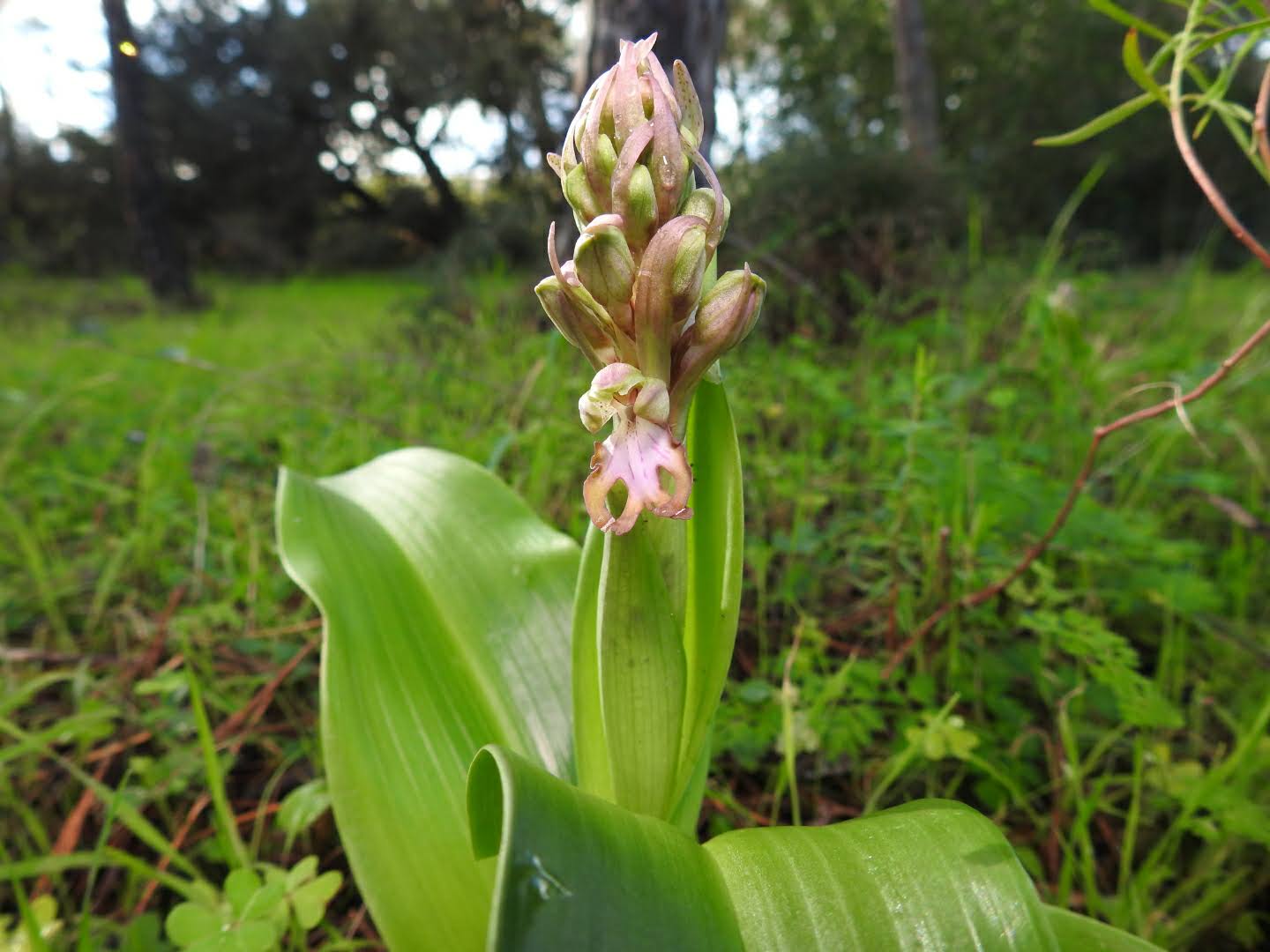 Himantoglossum robertianum - Orchidaceae