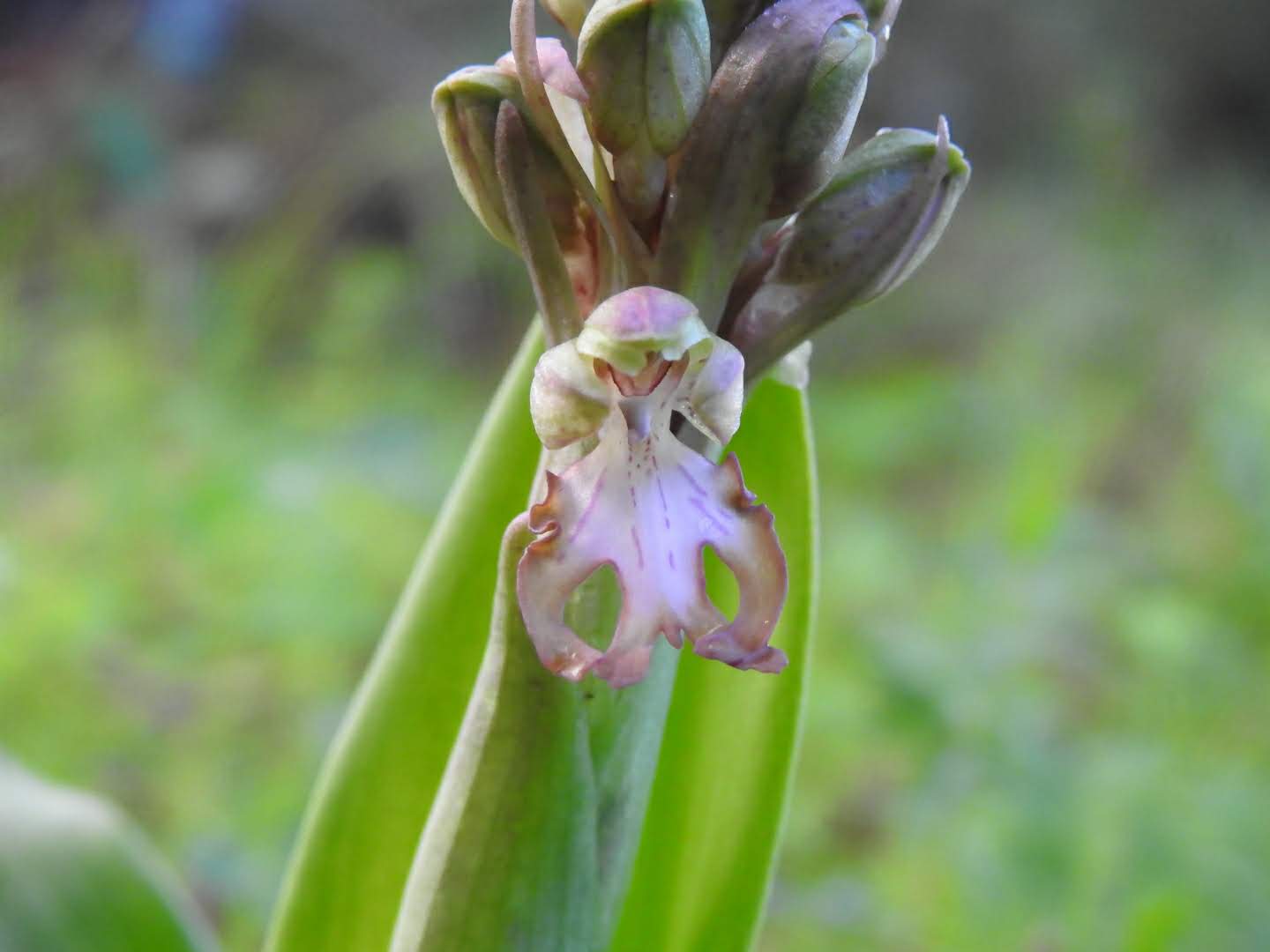 Himantoglossum robertianum - Orchidaceae