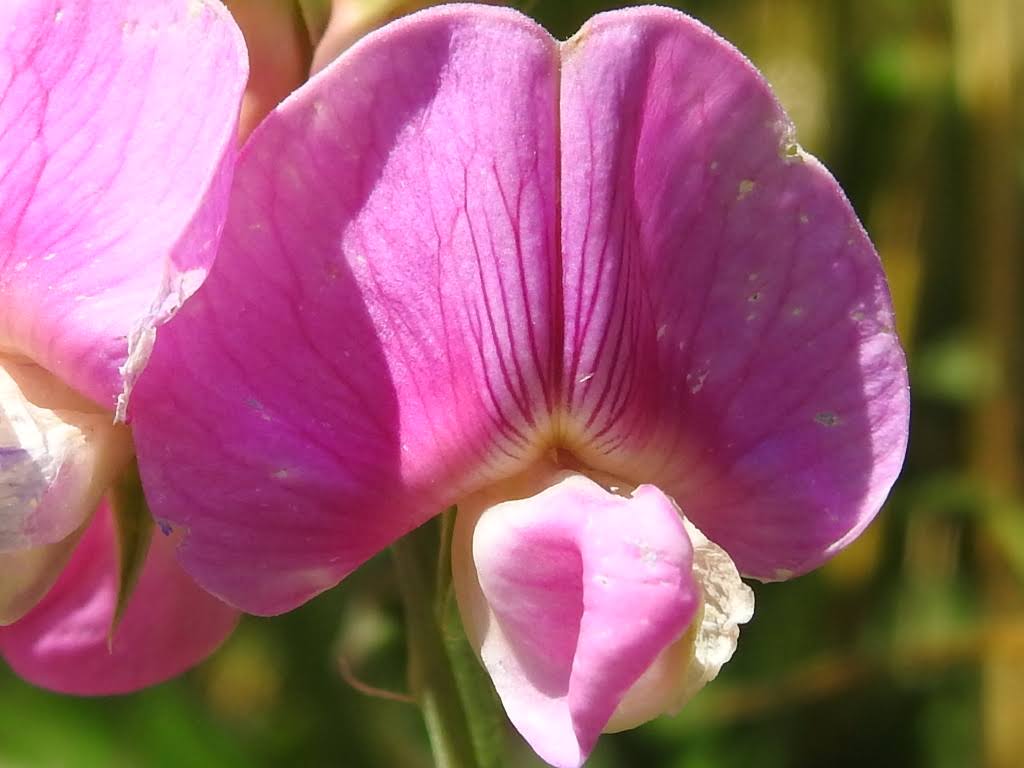 Lathyrus latifolius - Fabaceae Lathyrus latifolius - Fabaceae