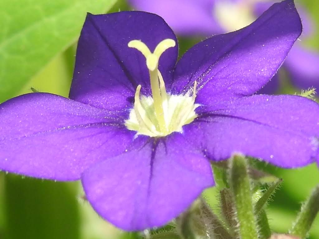 Legousia speculum-veneris - Campanulaceae Legousia speculum-veneris - Campanulaceae