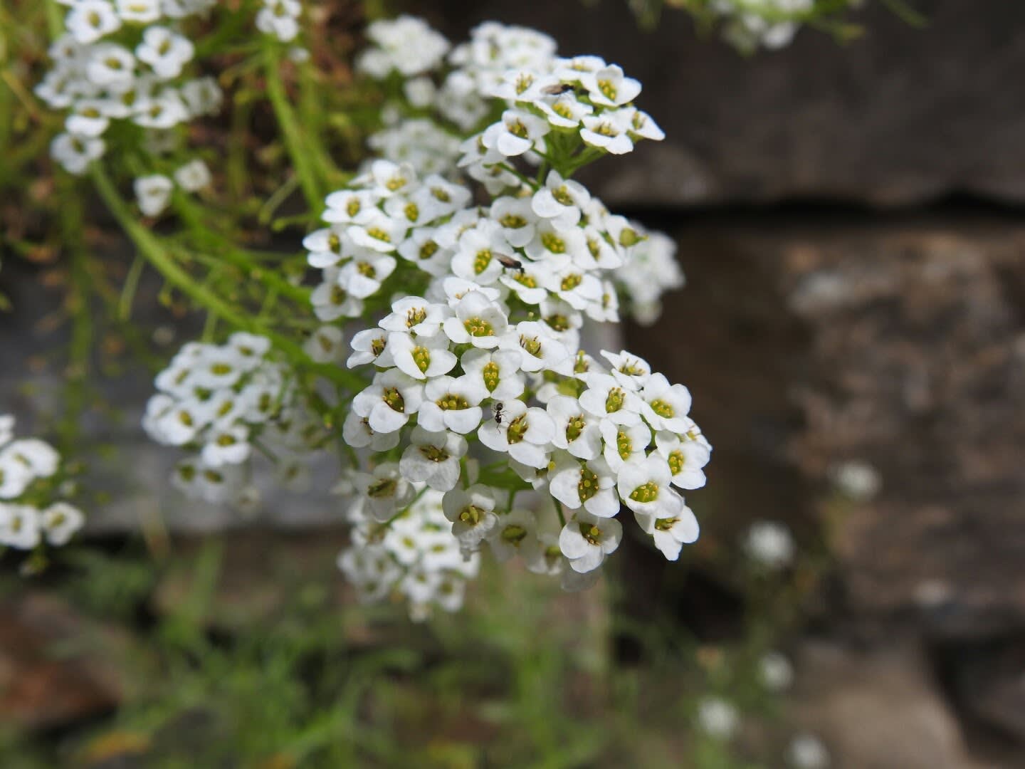 Lobularia maritima - Brassicaceae Lobularia maritima - Brassicaceae
