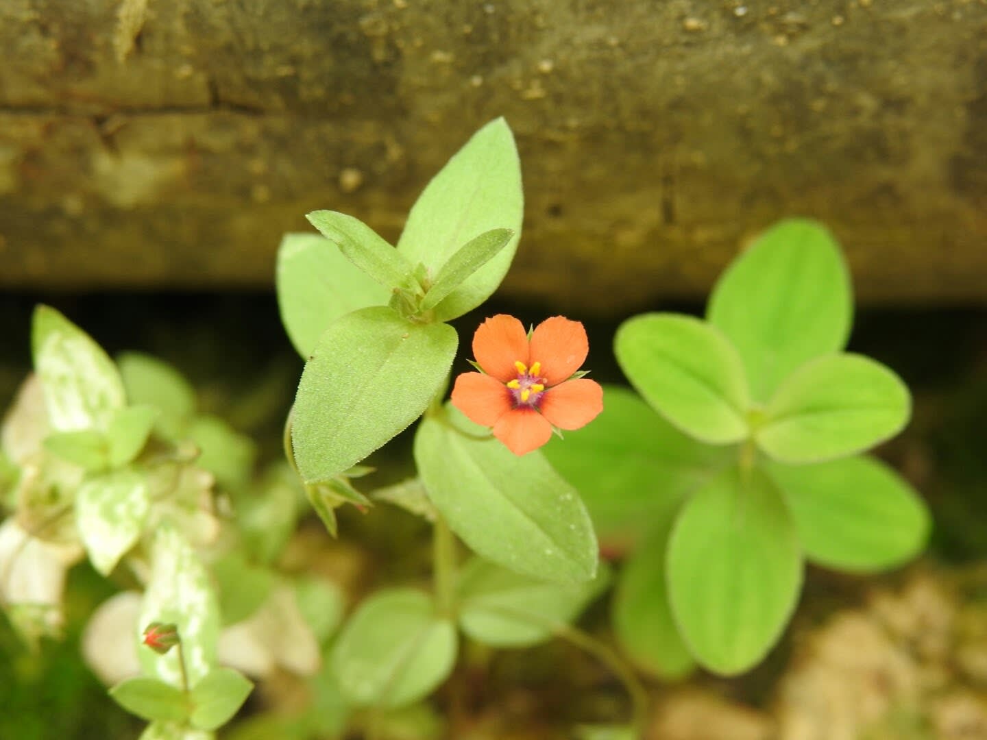 Lysimachia arvensis