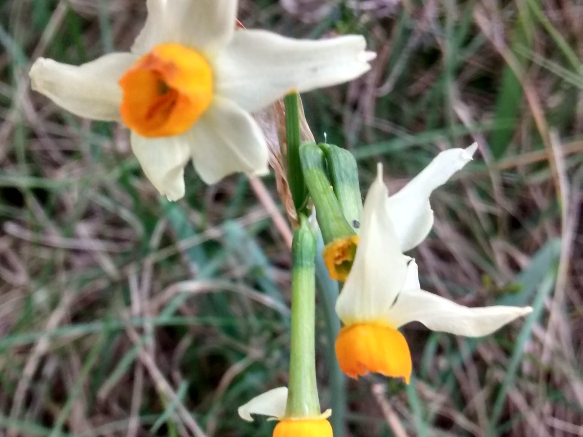 Narcissus tazetta