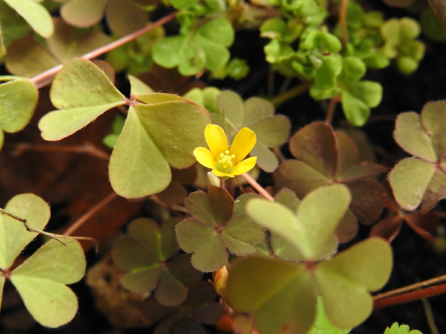 Oxalis corniculata - Oxalidaceae Oxalis corniculata - Oxalidaceae